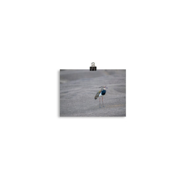Southern lapwing! Photo paper poster - Image 2
