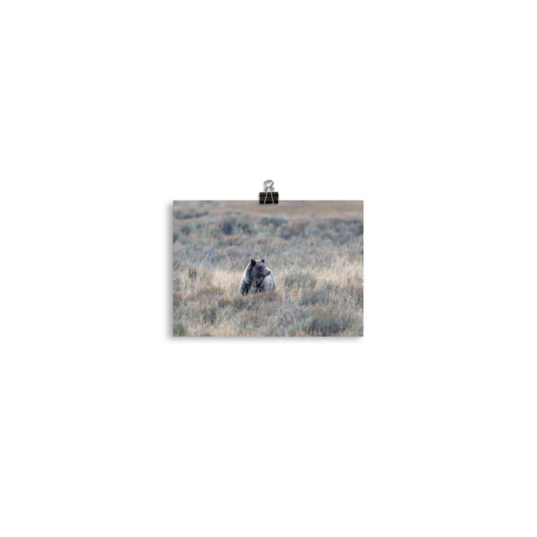 Grizzly bear! Photo paper poster - Image 2