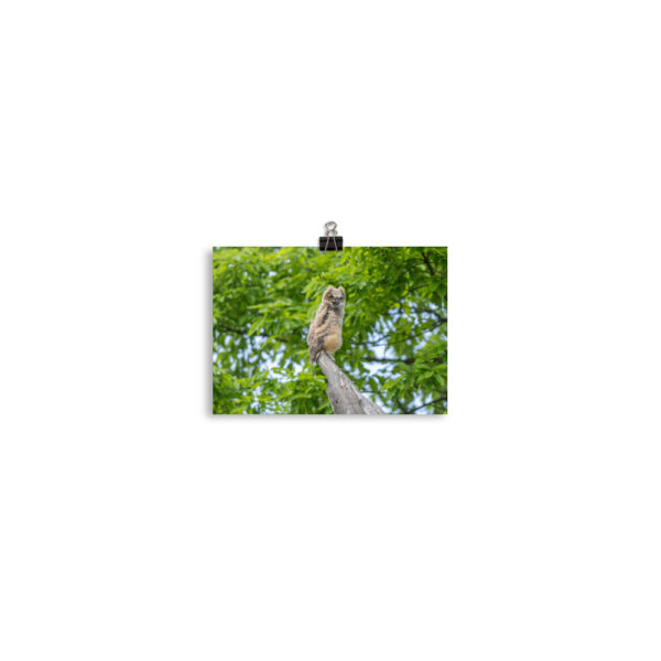 Baby Great horned owl! Photo paper poster - Image 2