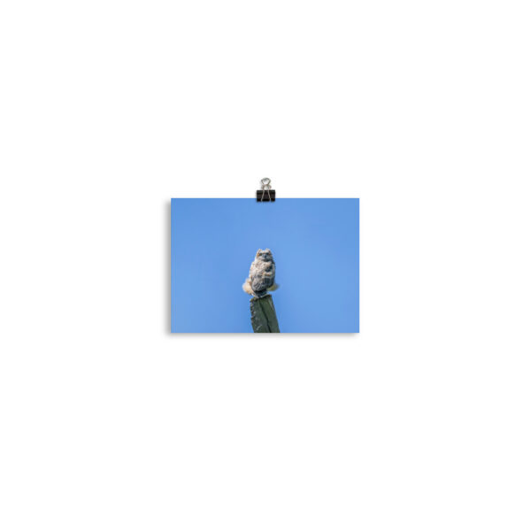 Baby Great horned owl! Photo paper poster - Image 2
