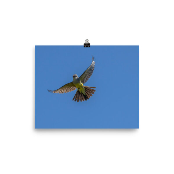 Western Kingbird Hovering Blue Sky! Photo paper poster - Image 13