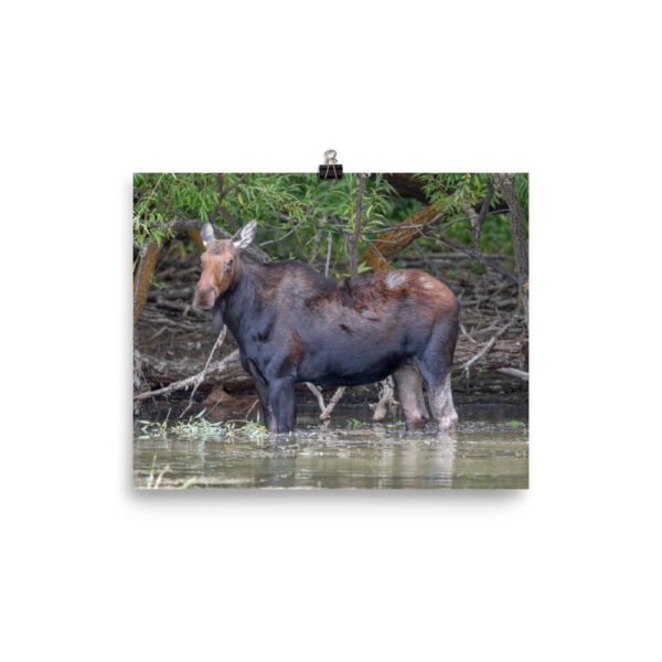 Portrait of a Mama Moose! Photo paper poster - Image 13