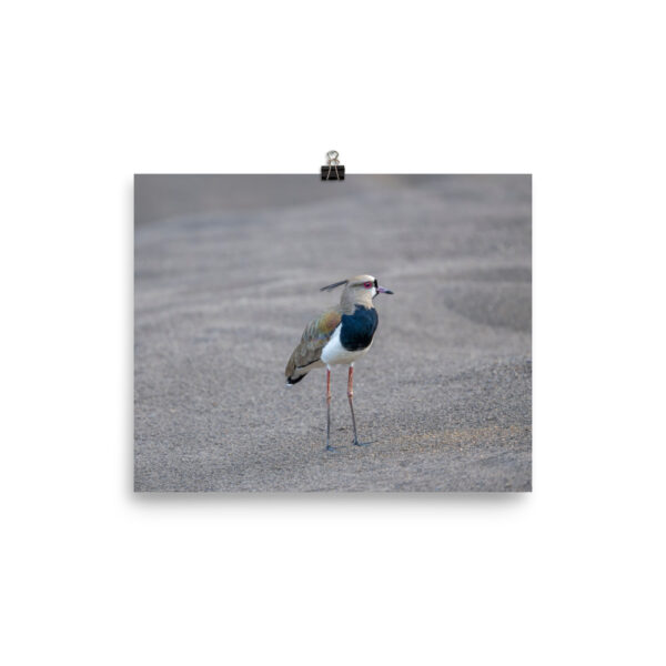 Southern lapwing! Photo paper poster - Image 13