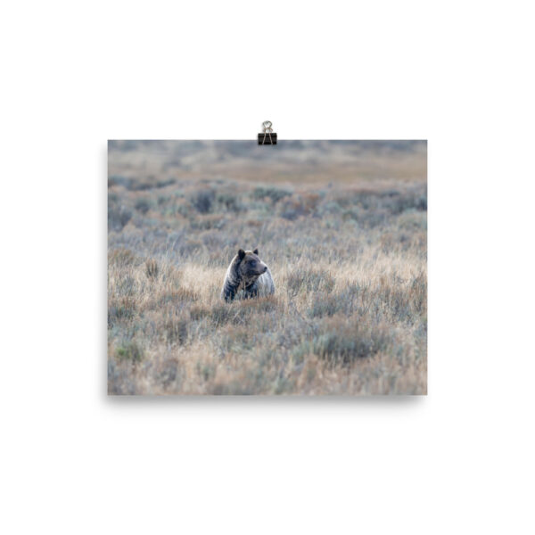 Grizzly bear! Photo paper poster - Image 13