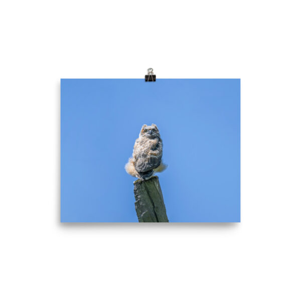 Baby Great horned owl! Photo paper poster - Image 13