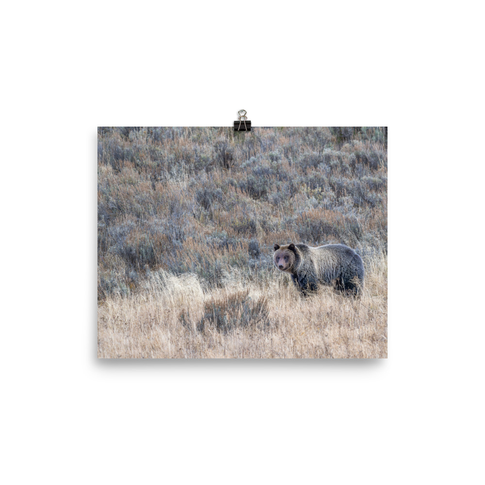 Grizzly bear! Photo paper poster - Image 13