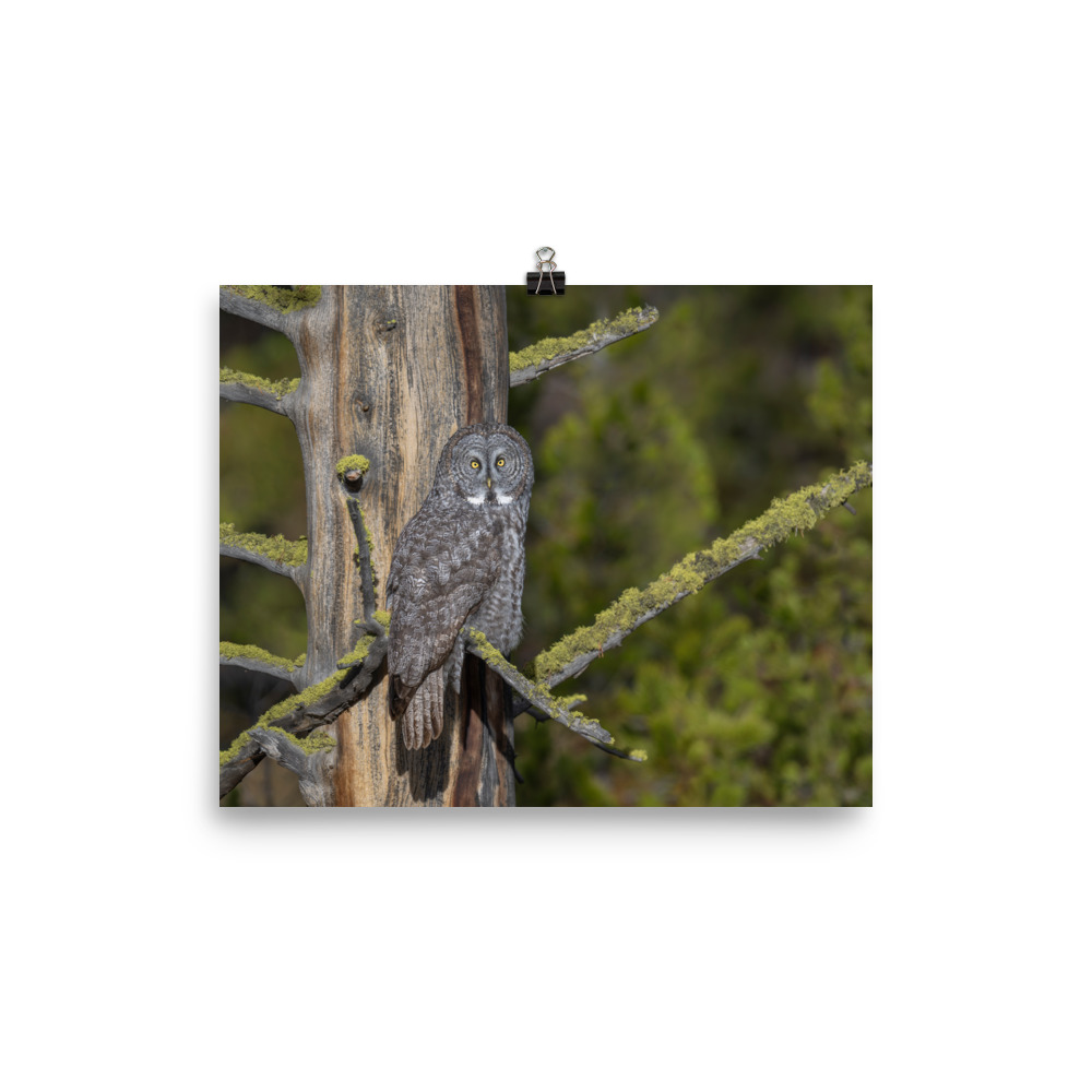 Great Grey Owl Basking in the Sun! Photo paper poster - Image 13