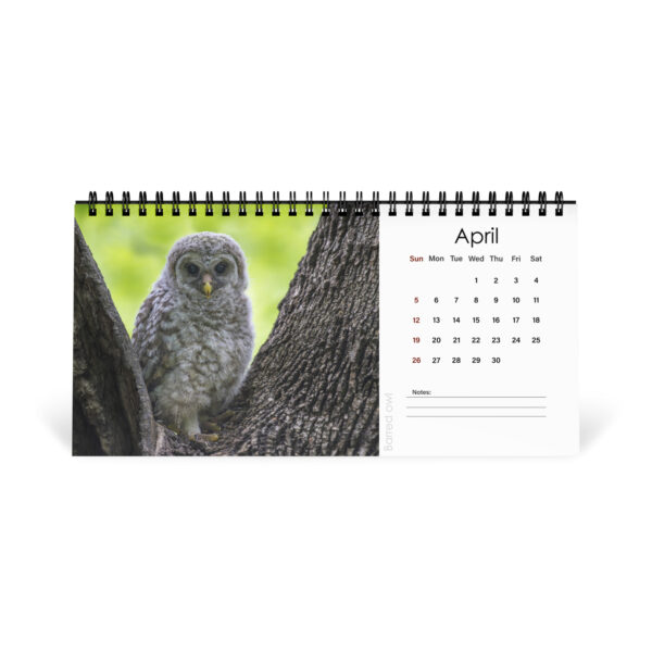 2026 Desk Calendar with high resolution images of Birds and Mammals in their natural habitat