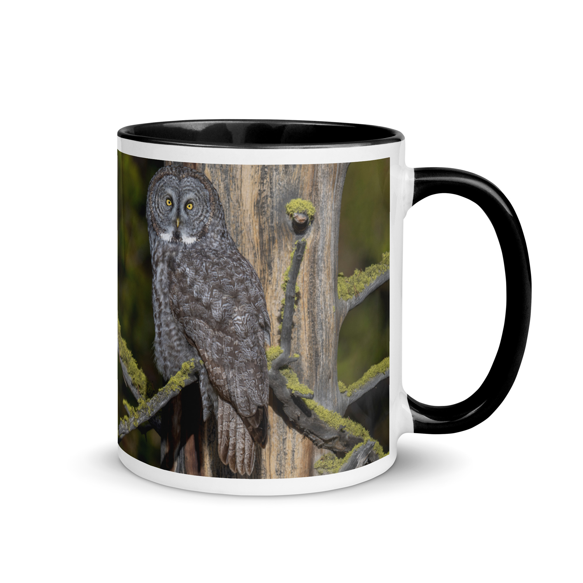 Great Grey Owl Basking in the Sun! Mug with Color Inside - Image 2