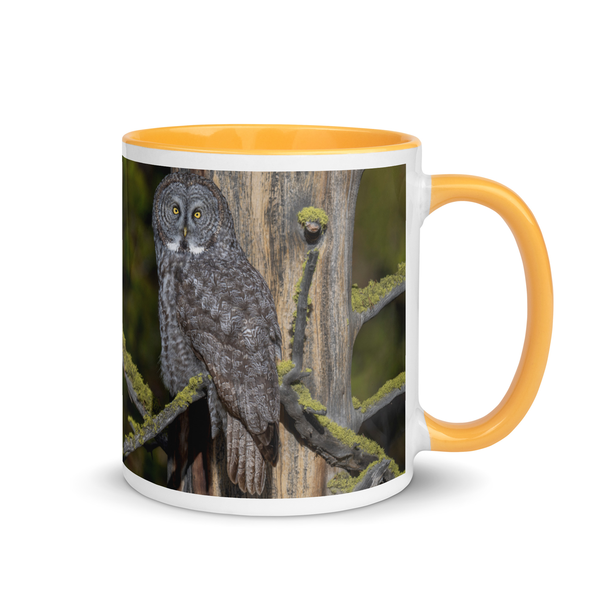Great Grey Owl Basking in the Sun! Mug with Color Inside - Image 22