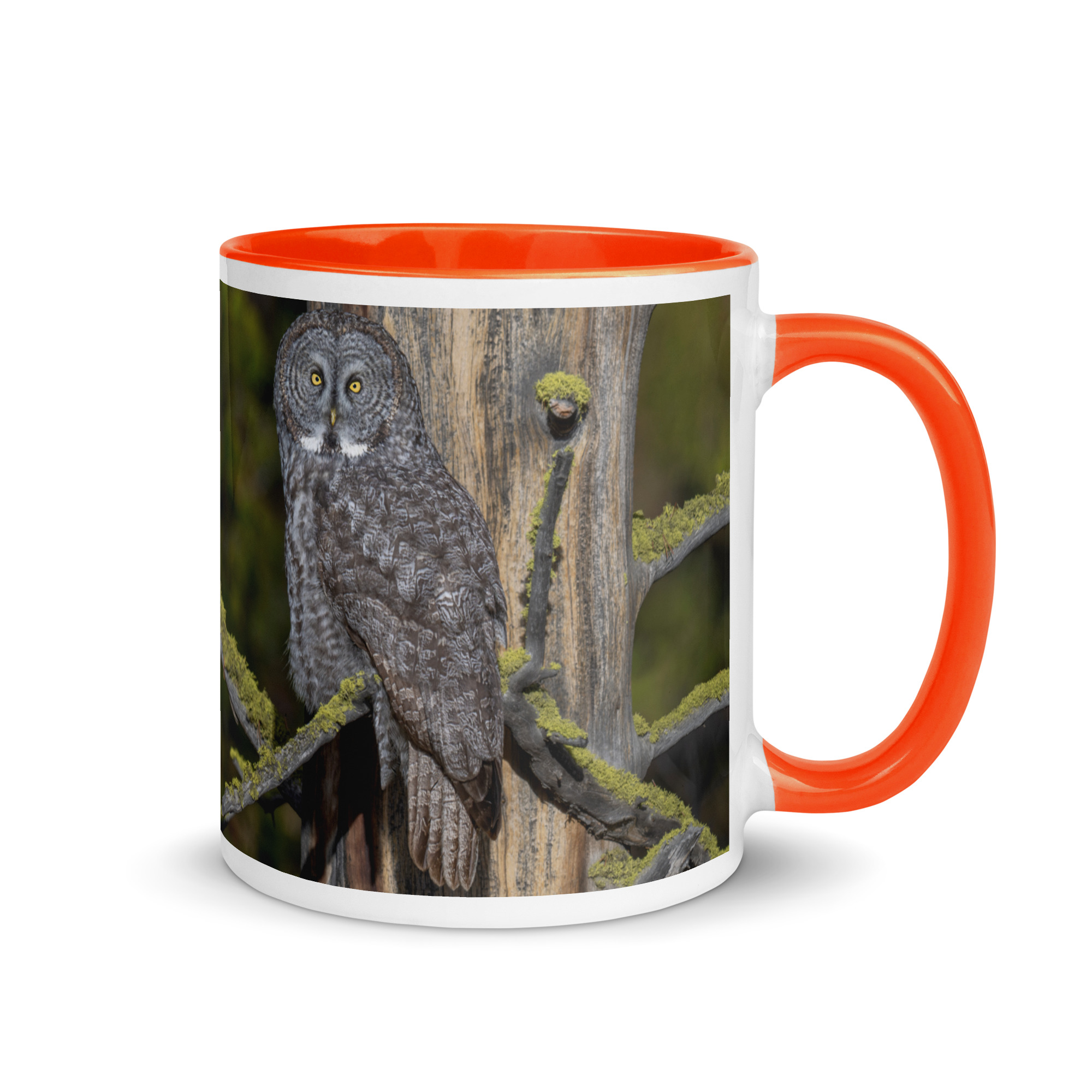 Great Grey Owl Basking in the Sun! Mug with Color Inside - Image 13