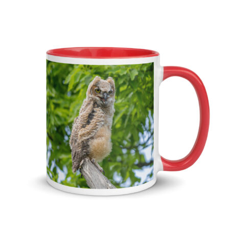 Baby Great horned owl! Mug with Color Inside