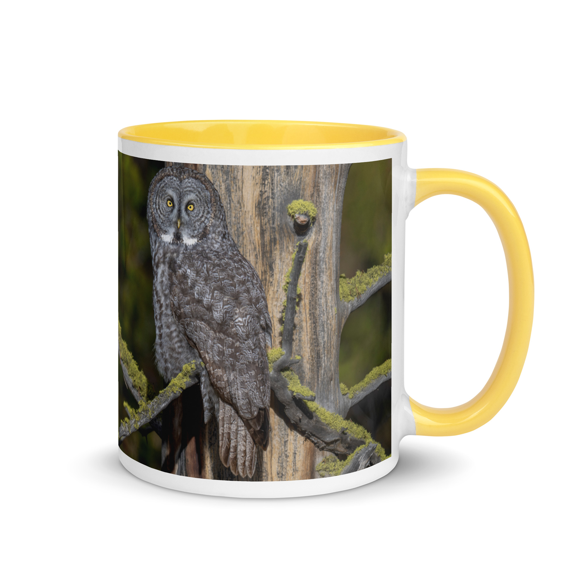 Great Grey Owl Basking in the Sun! Mug with Color Inside - Image 28