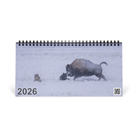 2026 Desk Calendar with high resolution images of Birds and Mammals in their natural habitat