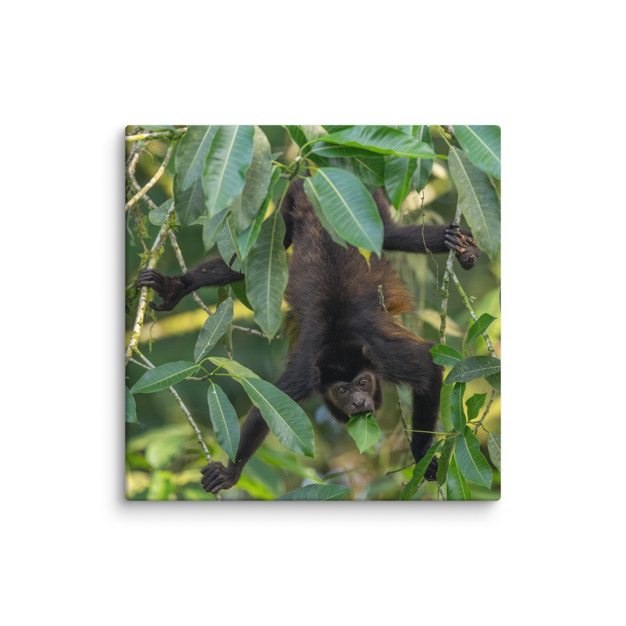 Howler monkey! Canvas - Image 2