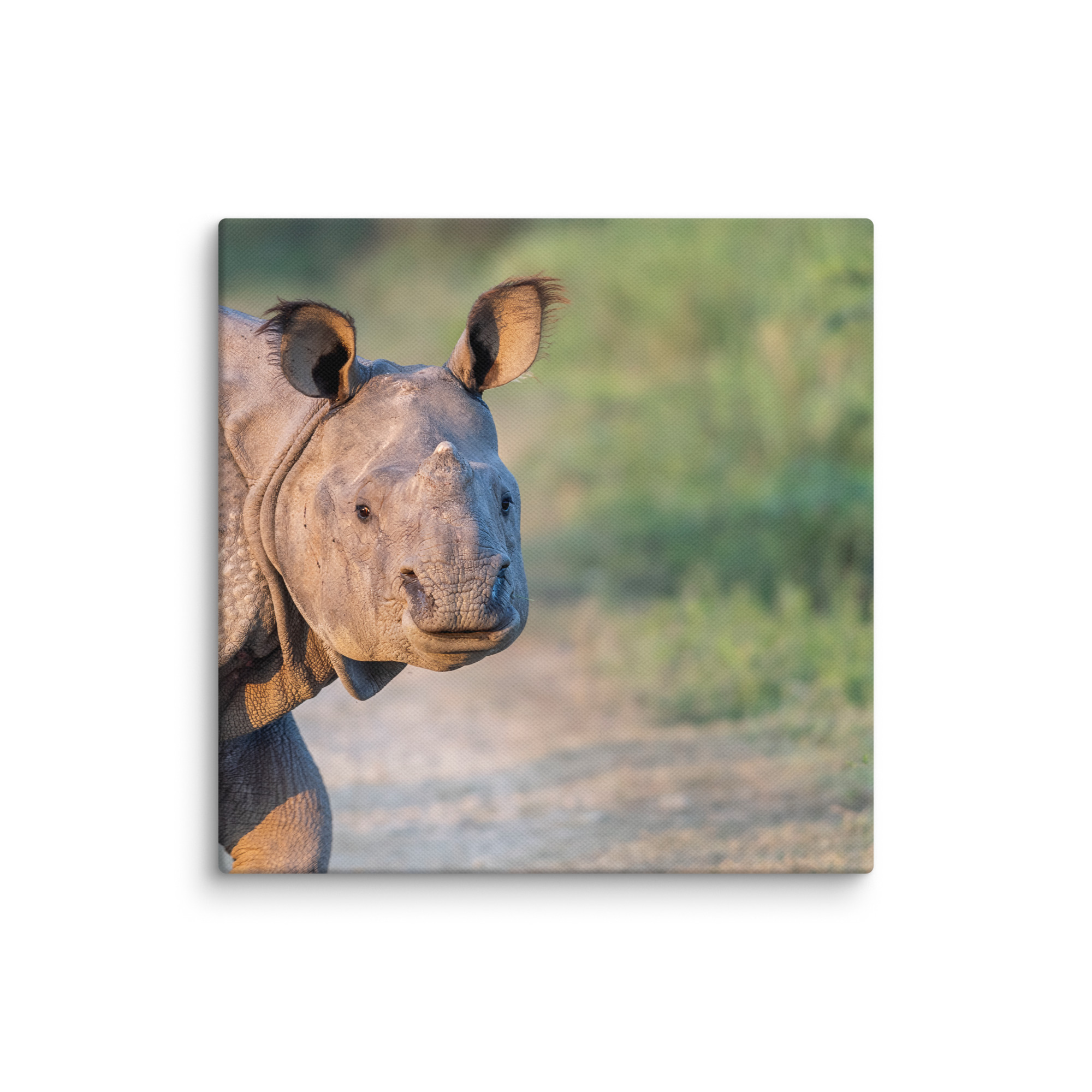 Indian rhinoceros! Canvas - Image 2