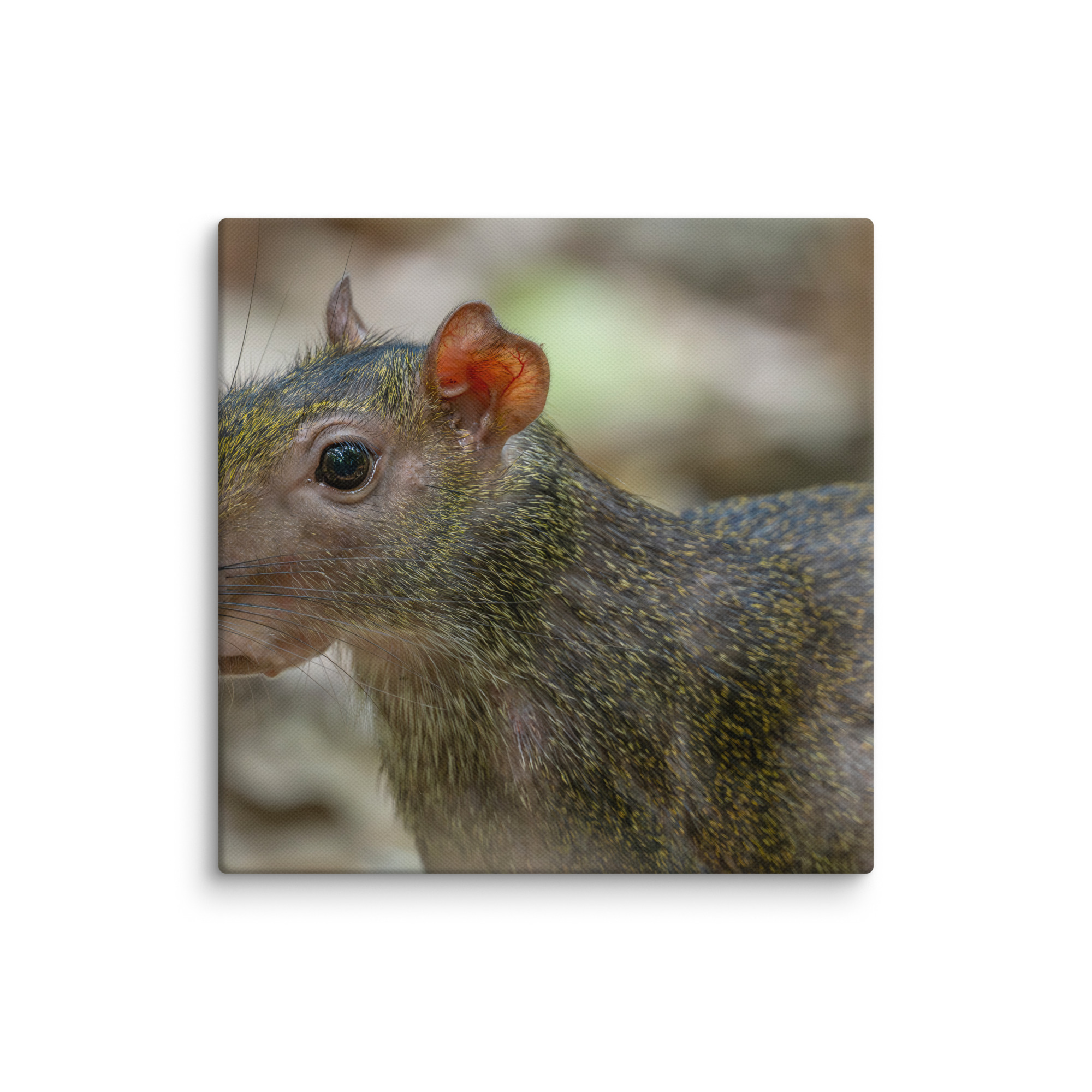 Agouti! Canvas - Image 2