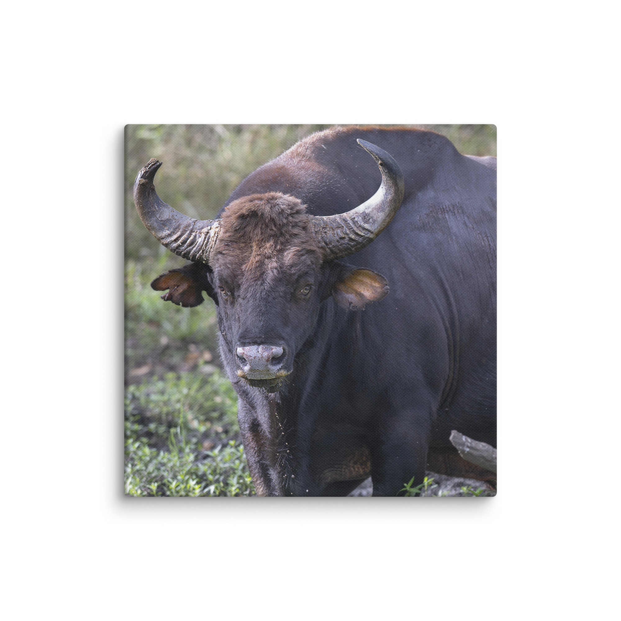 Gaur! Canvas - Image 2