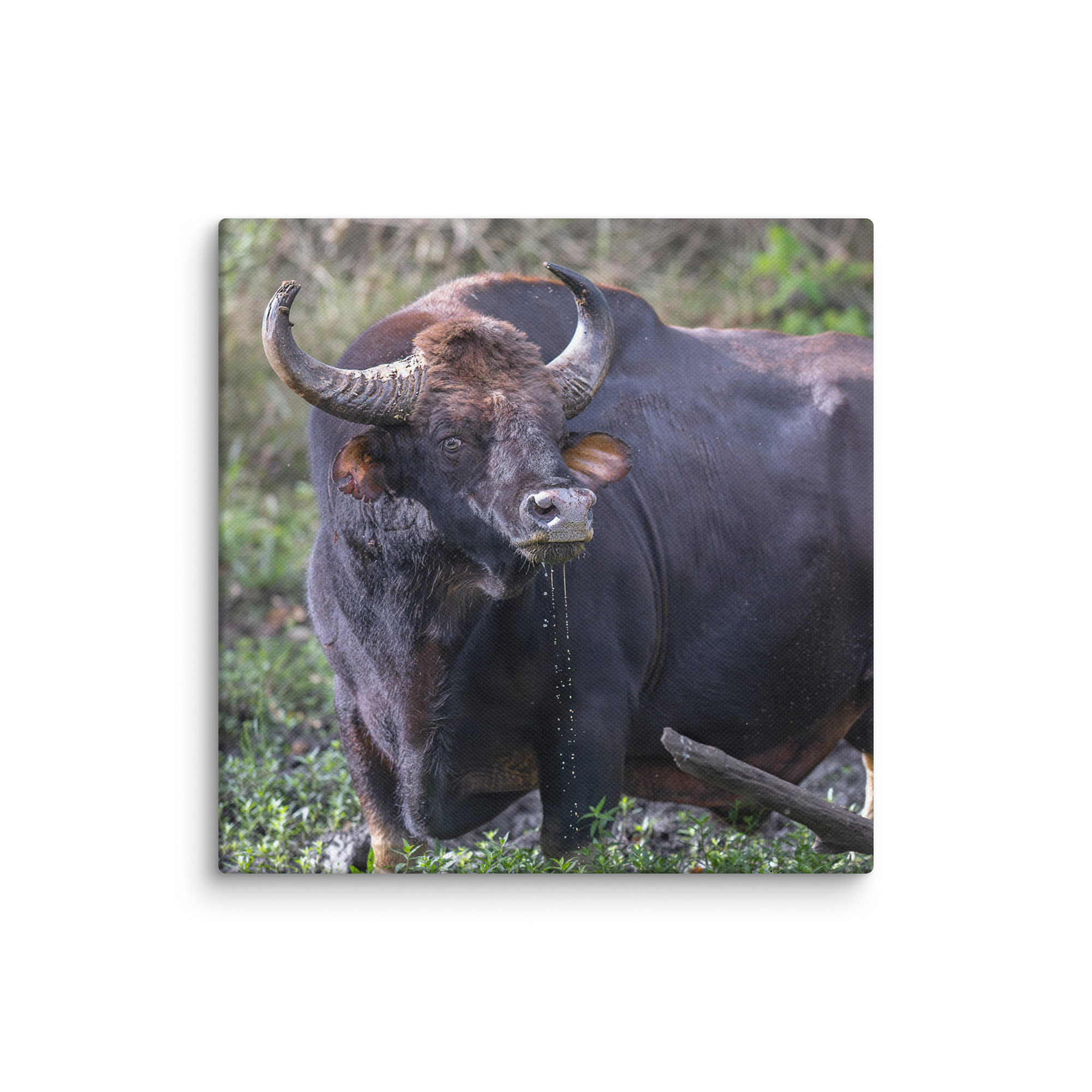 Indian Bison! Canvas - Image 2