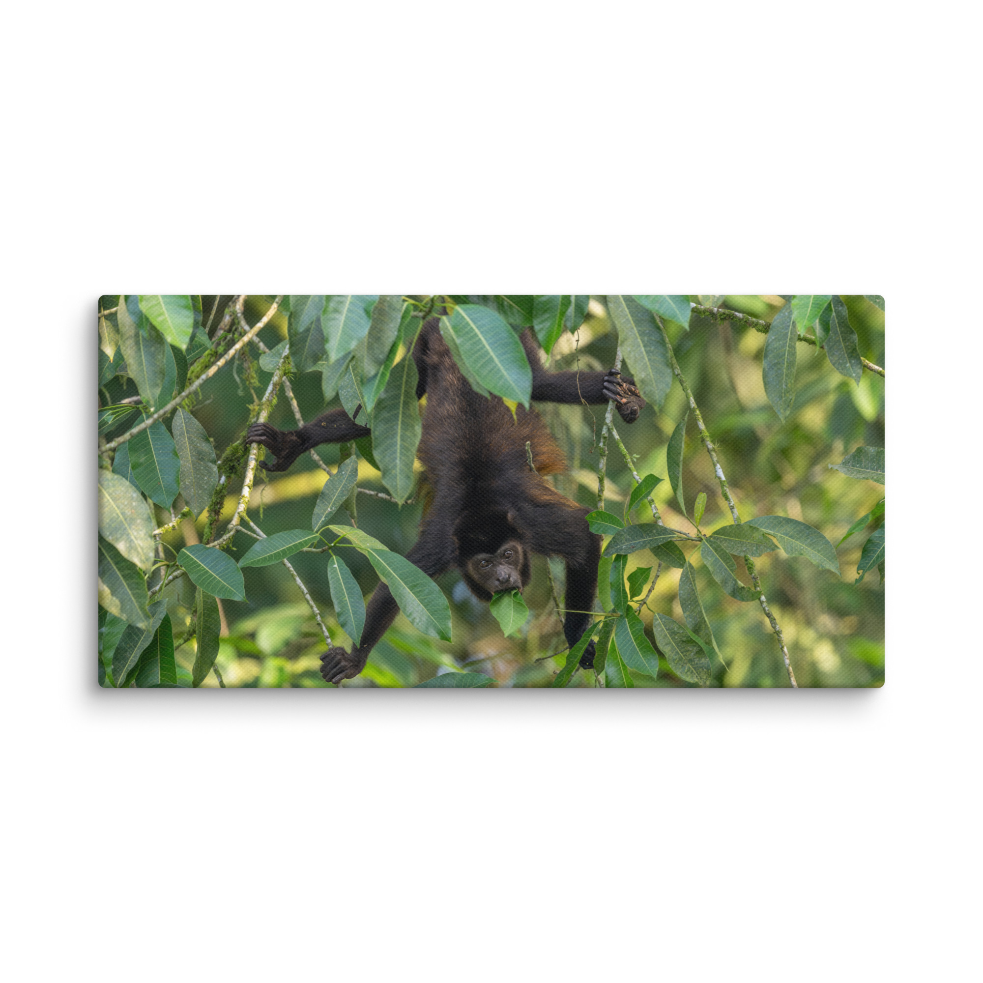 Howler monkey! Canvas - Image 3