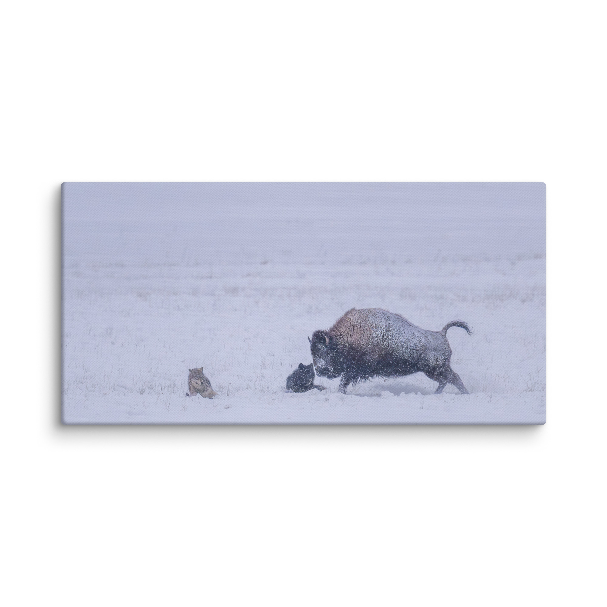 Bison & Wolf! Canvas - Image 3