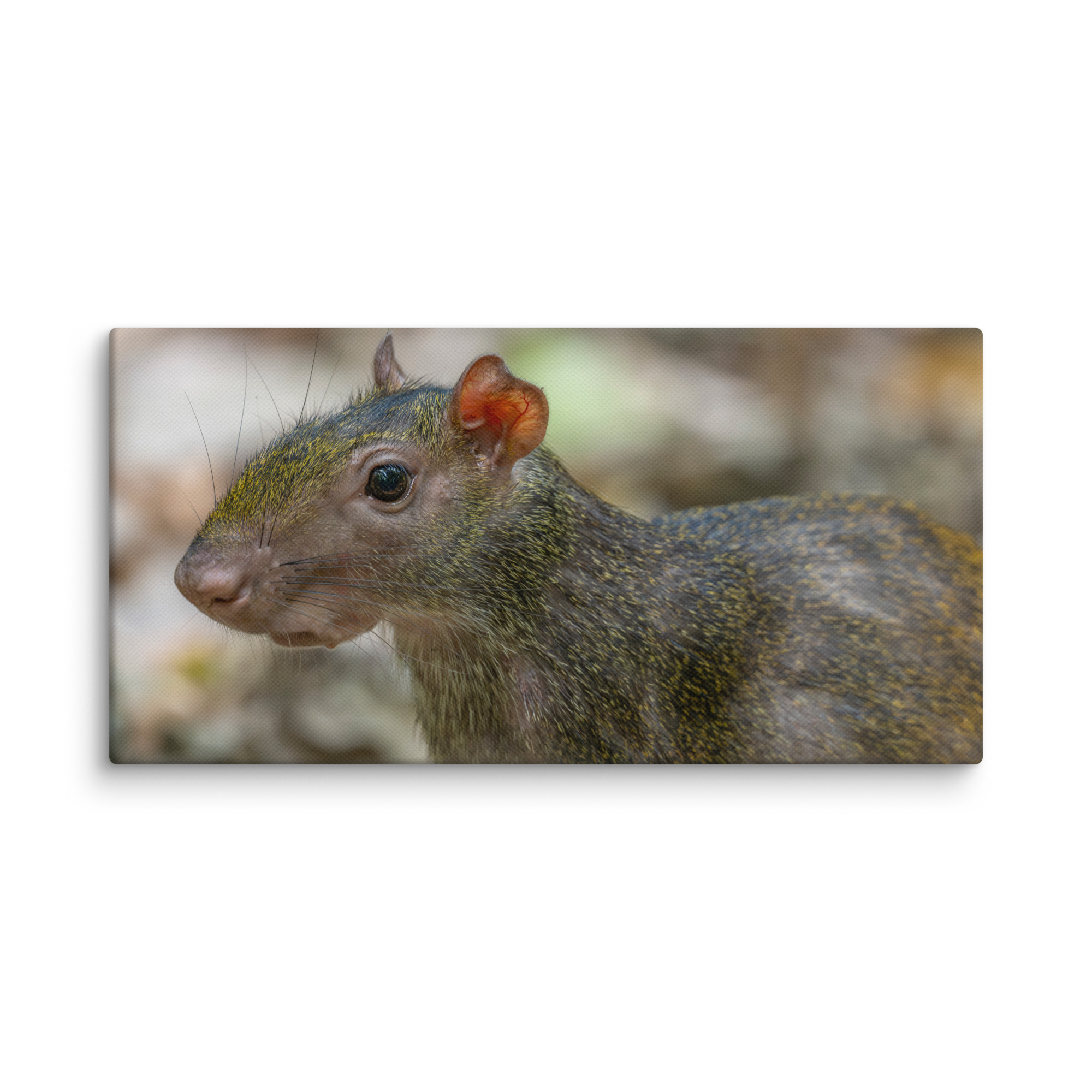 Agouti! Canvas - Image 3
