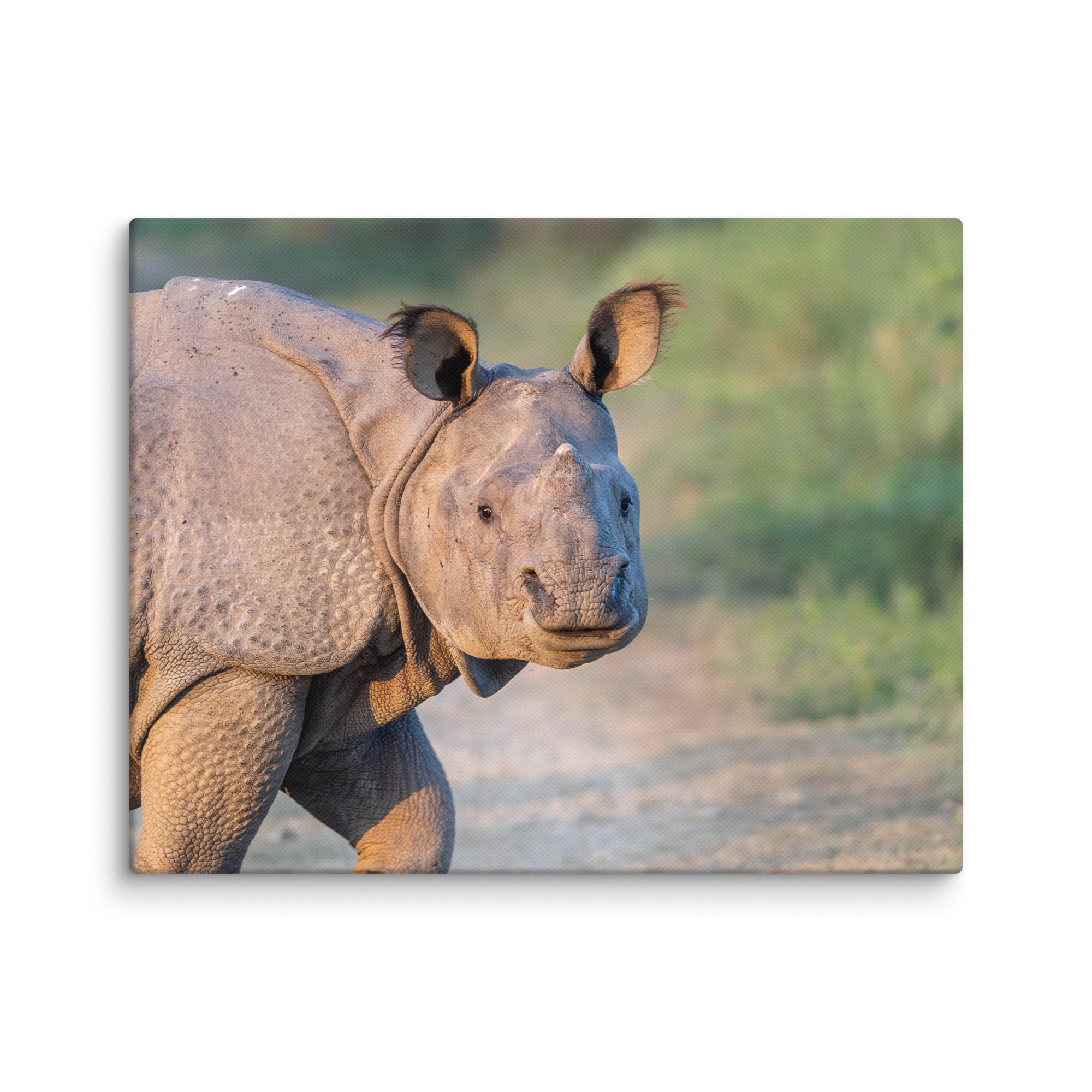 Indian rhinoceros! Canvas - Image 4