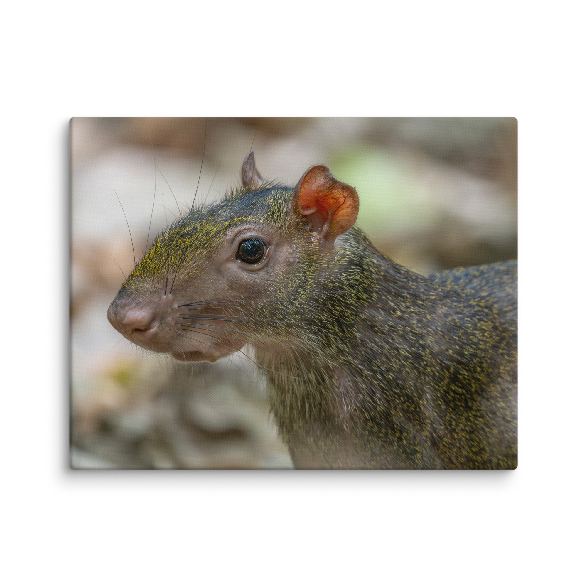 Agouti! Canvas - Image 4
