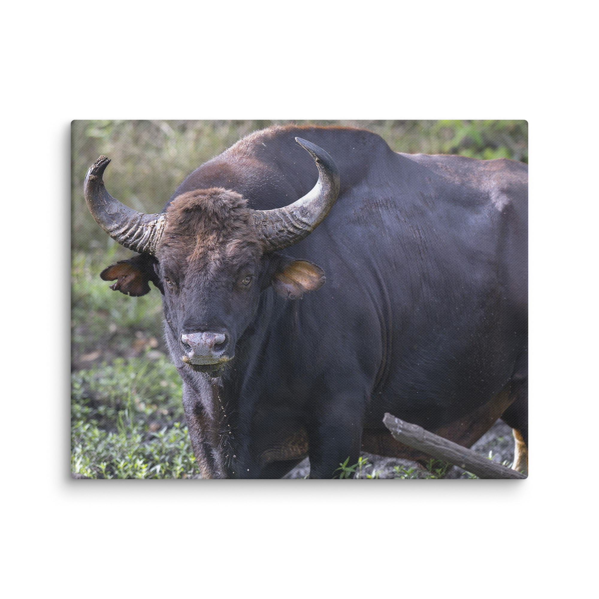 Gaur! Canvas - Image 4
