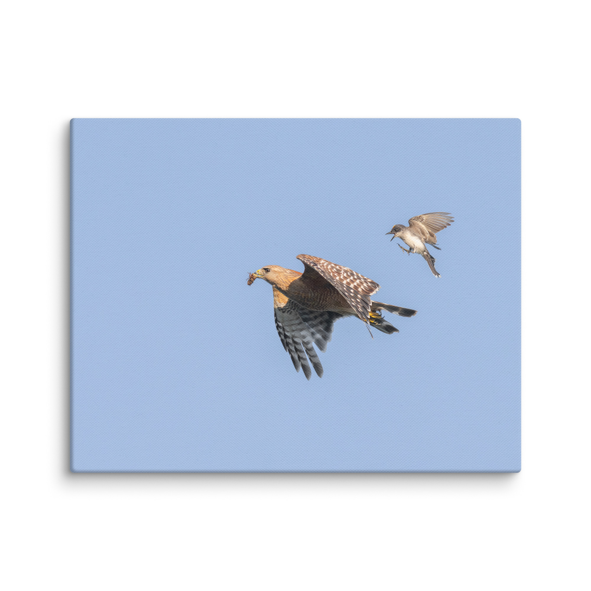 Eastern kingbird after Red-shouldered hawk! Canvas - Image 4