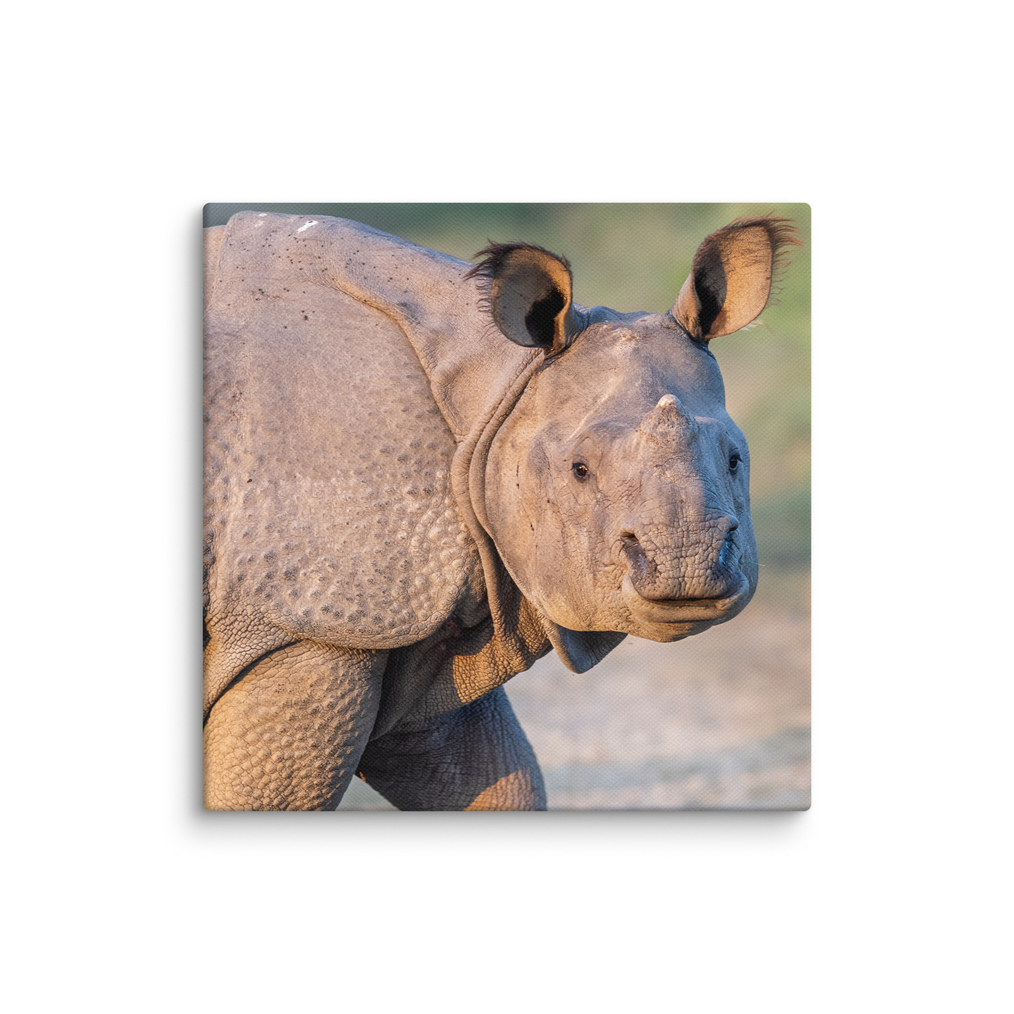 Indian rhinoceros! Canvas - Image 25