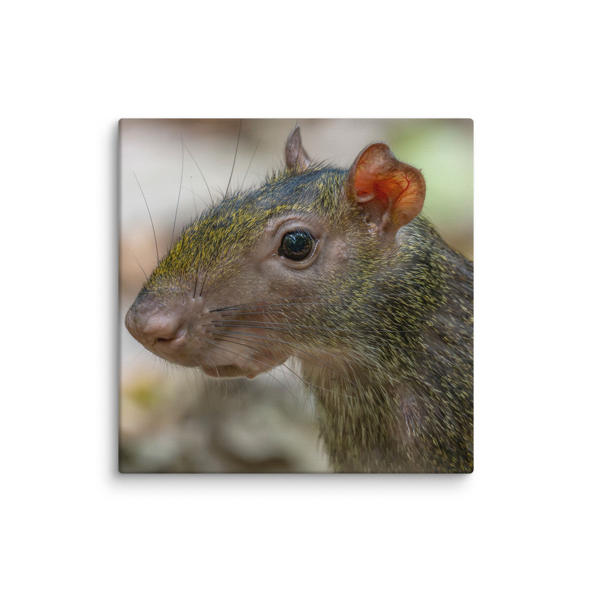 Agouti! Canvas - Image 25