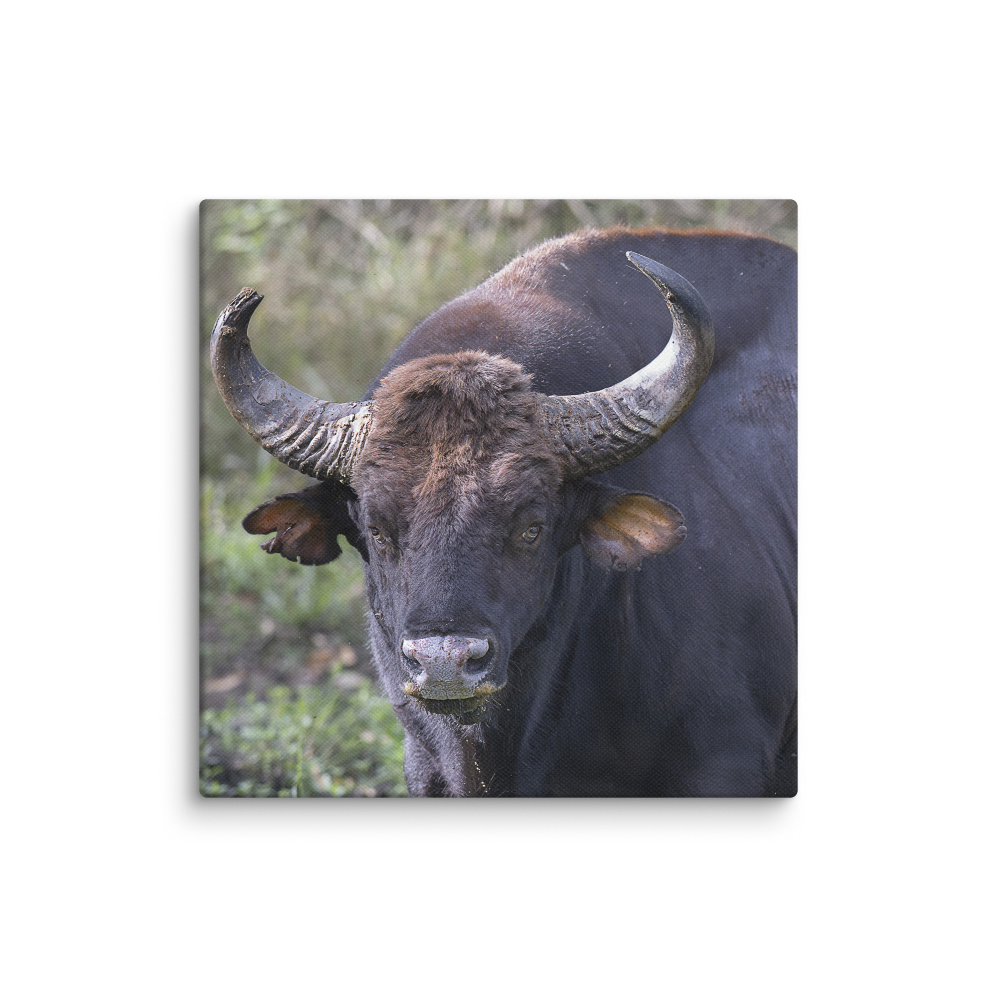 Gaur! Canvas - Image 20