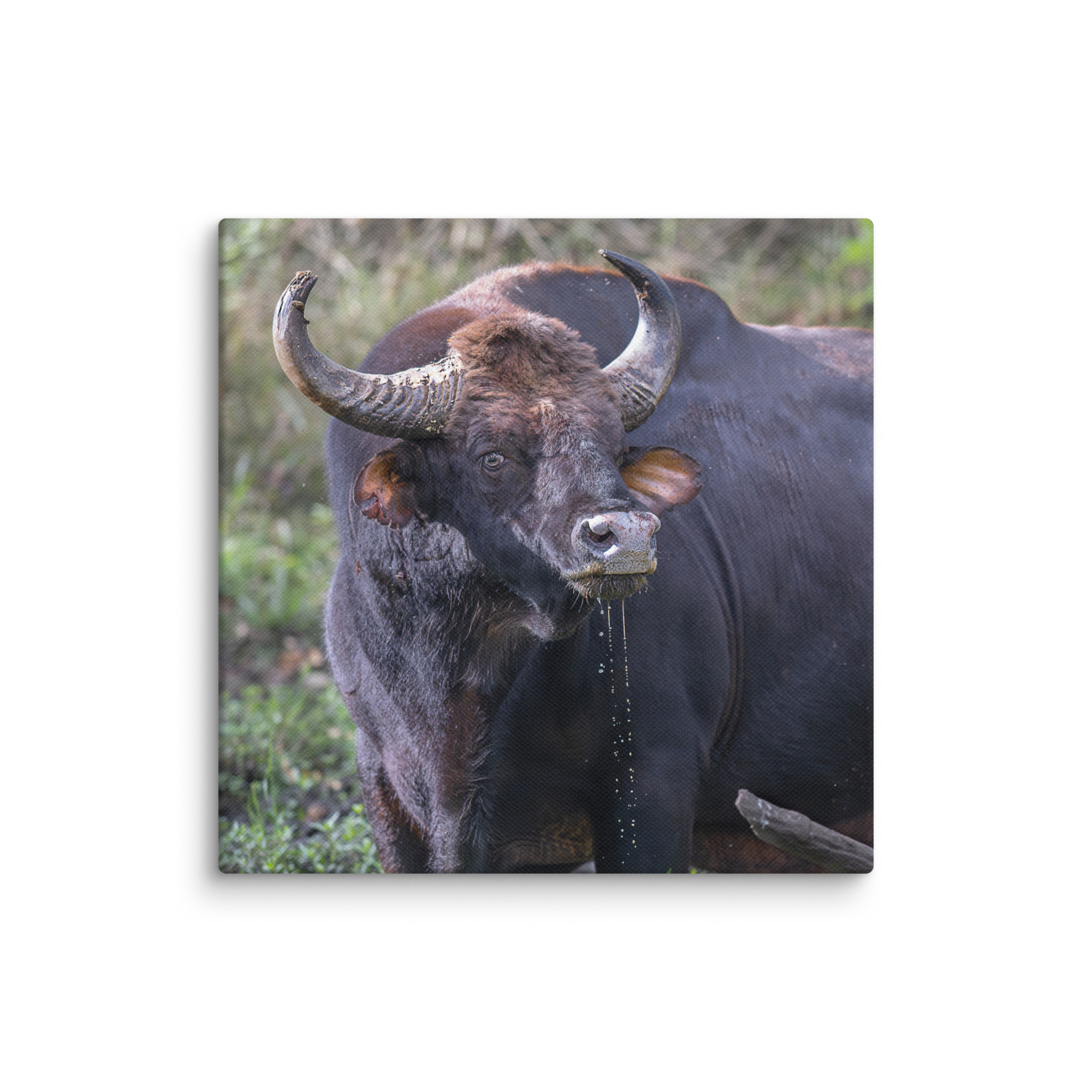 Indian Bison! Canvas - Image 25