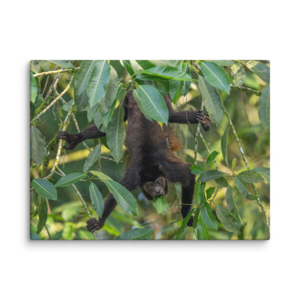 Howler monkey! Canvas