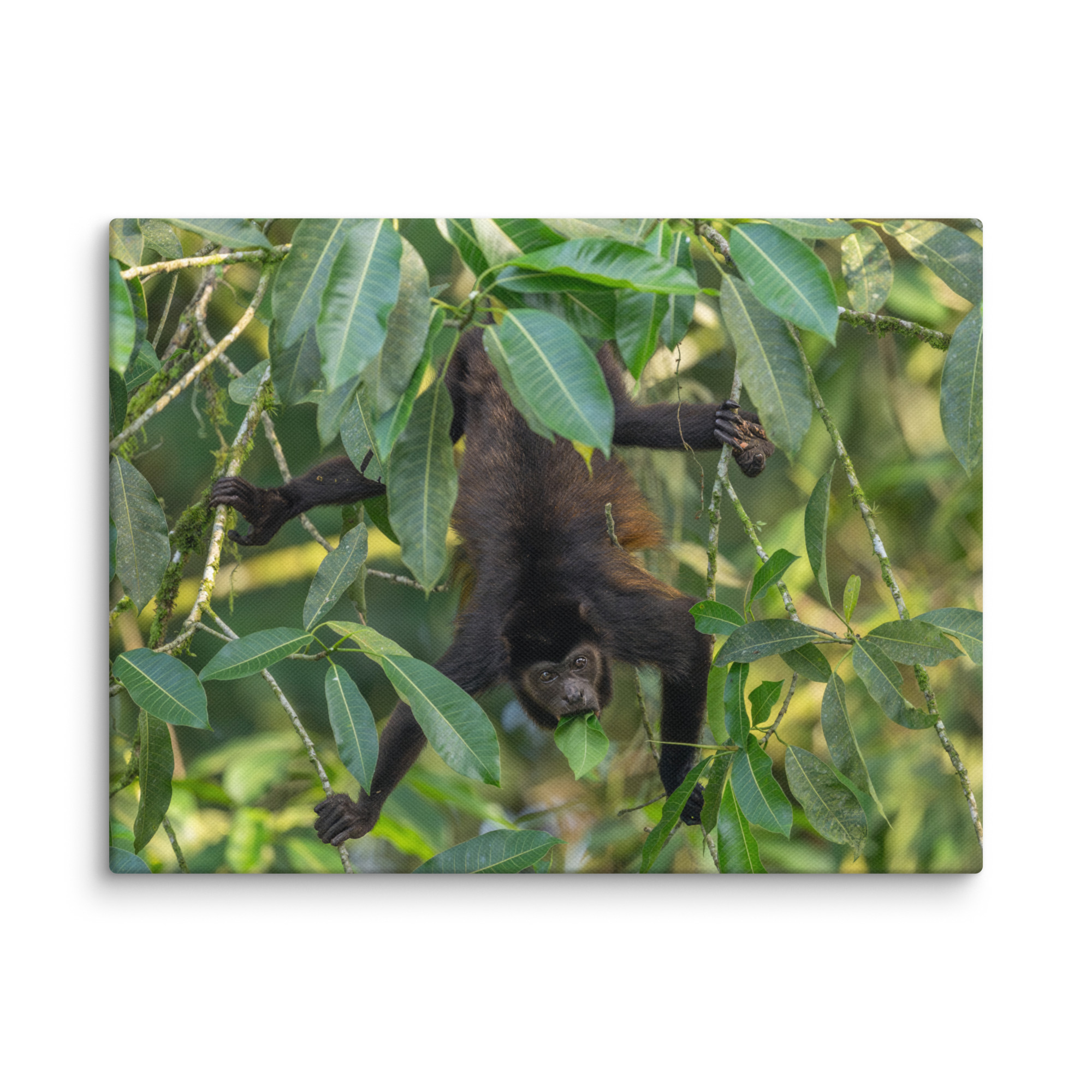 Howler monkey! Canvas