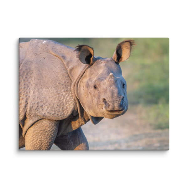Indian rhinoceros! Canvas
