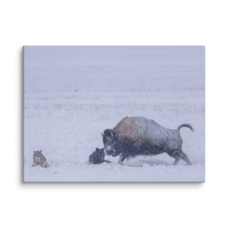Bison & Wolf! Canvas