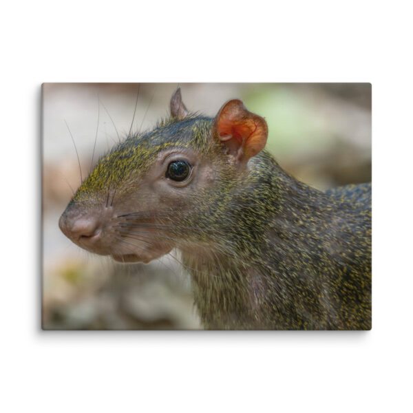 Agouti! Canvas