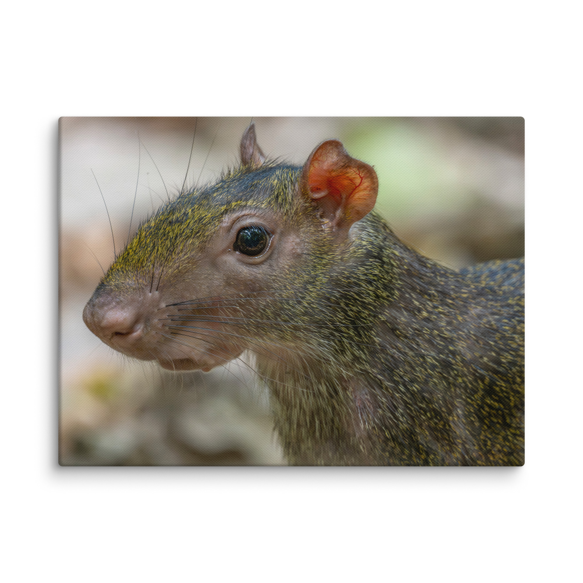 Agouti! Canvas
