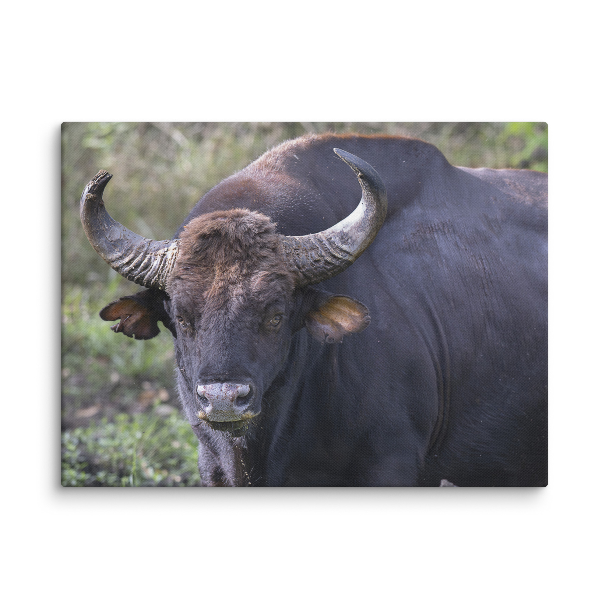Gaur! Canvas