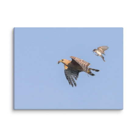 Eastern kingbird after Red-shouldered hawk! Canvas