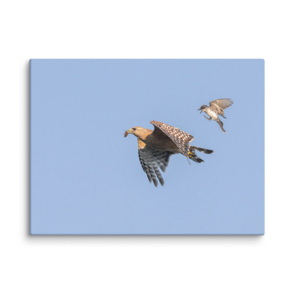 Eastern kingbird after Red-shouldered hawk! Canvas