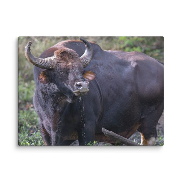 Indian Bison! Canvas