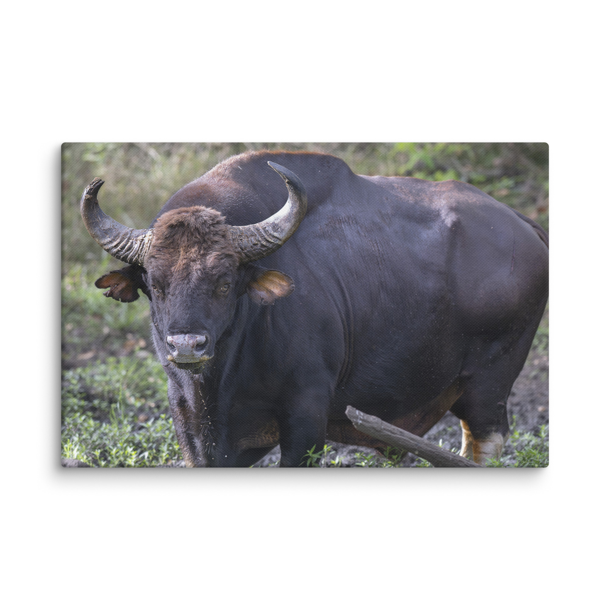 Gaur! Canvas - Image 5