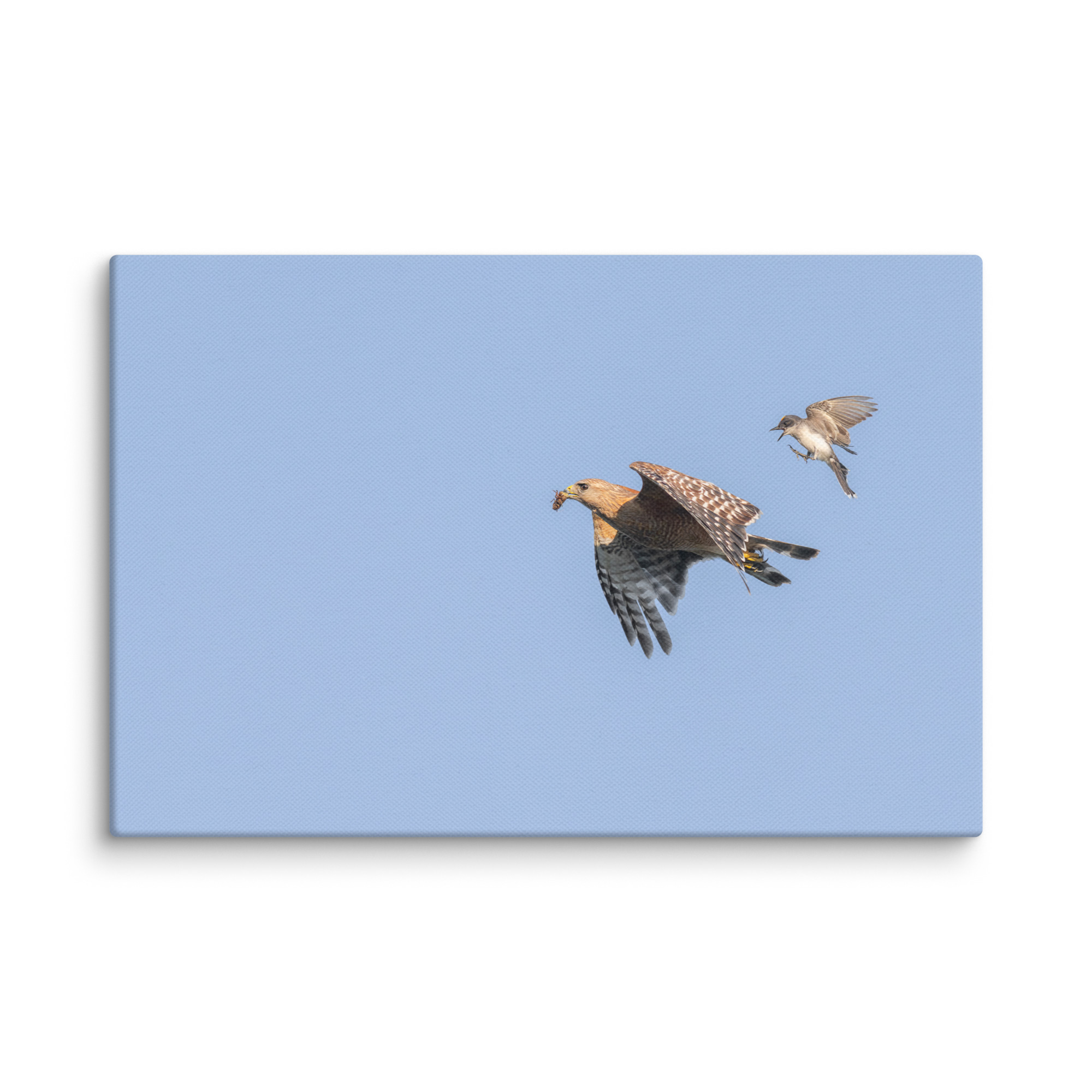 Eastern kingbird after Red-shouldered hawk! Canvas - Image 5