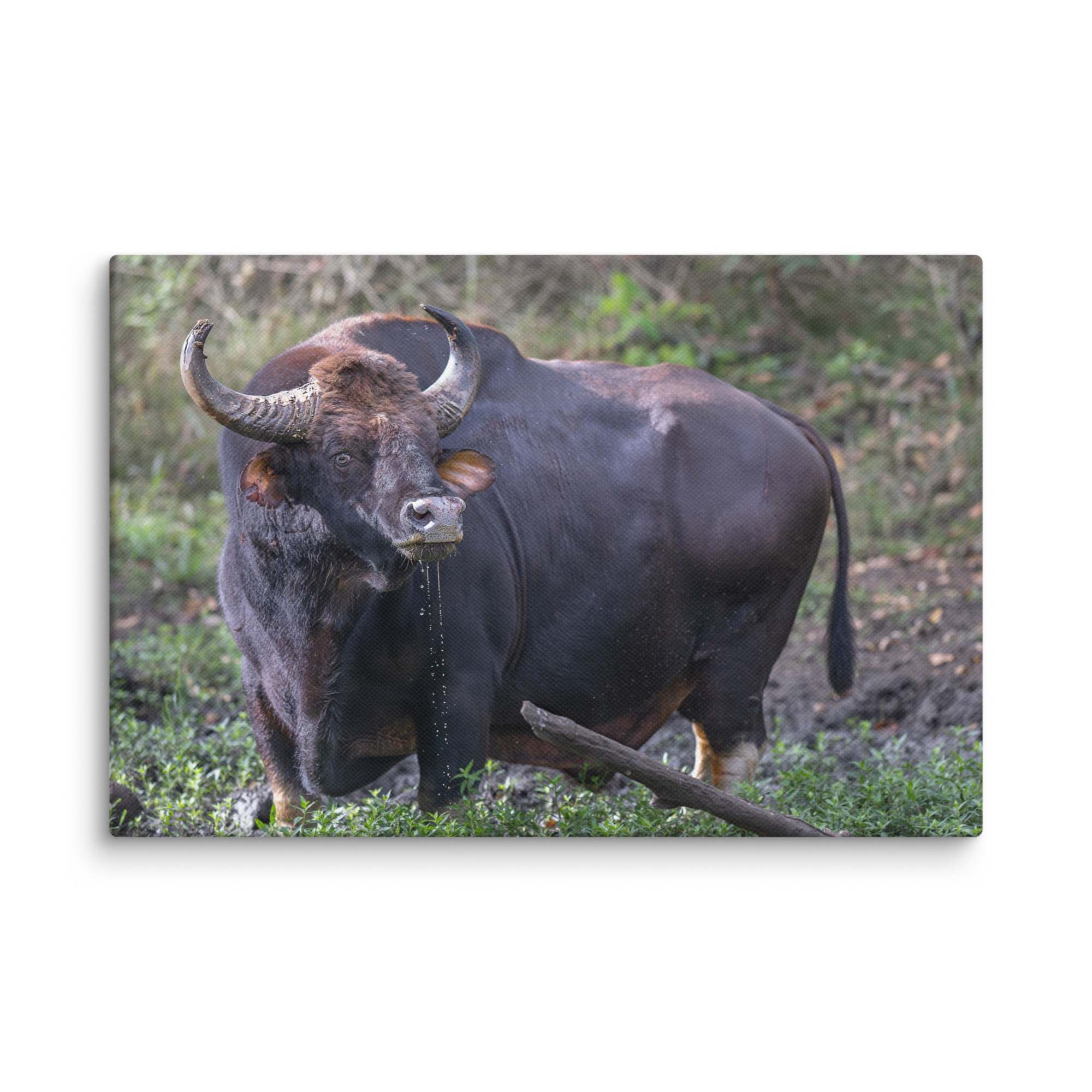 Indian Bison! Canvas - Image 5