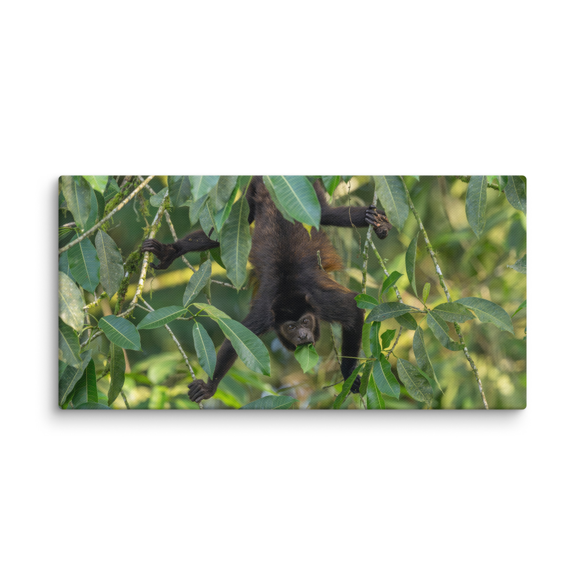 Howler monkey! Canvas - Image 6