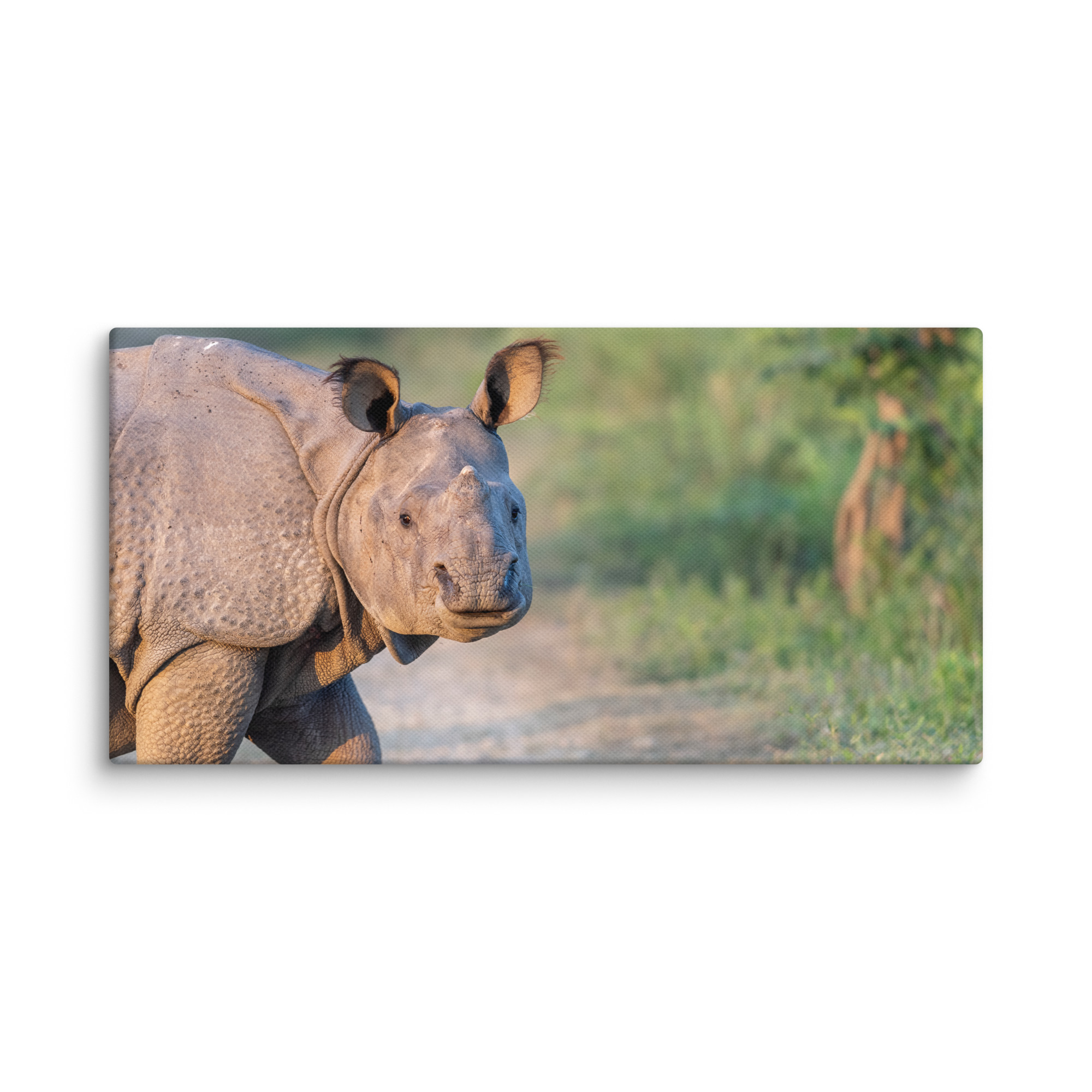 Indian rhinoceros! Canvas - Image 6
