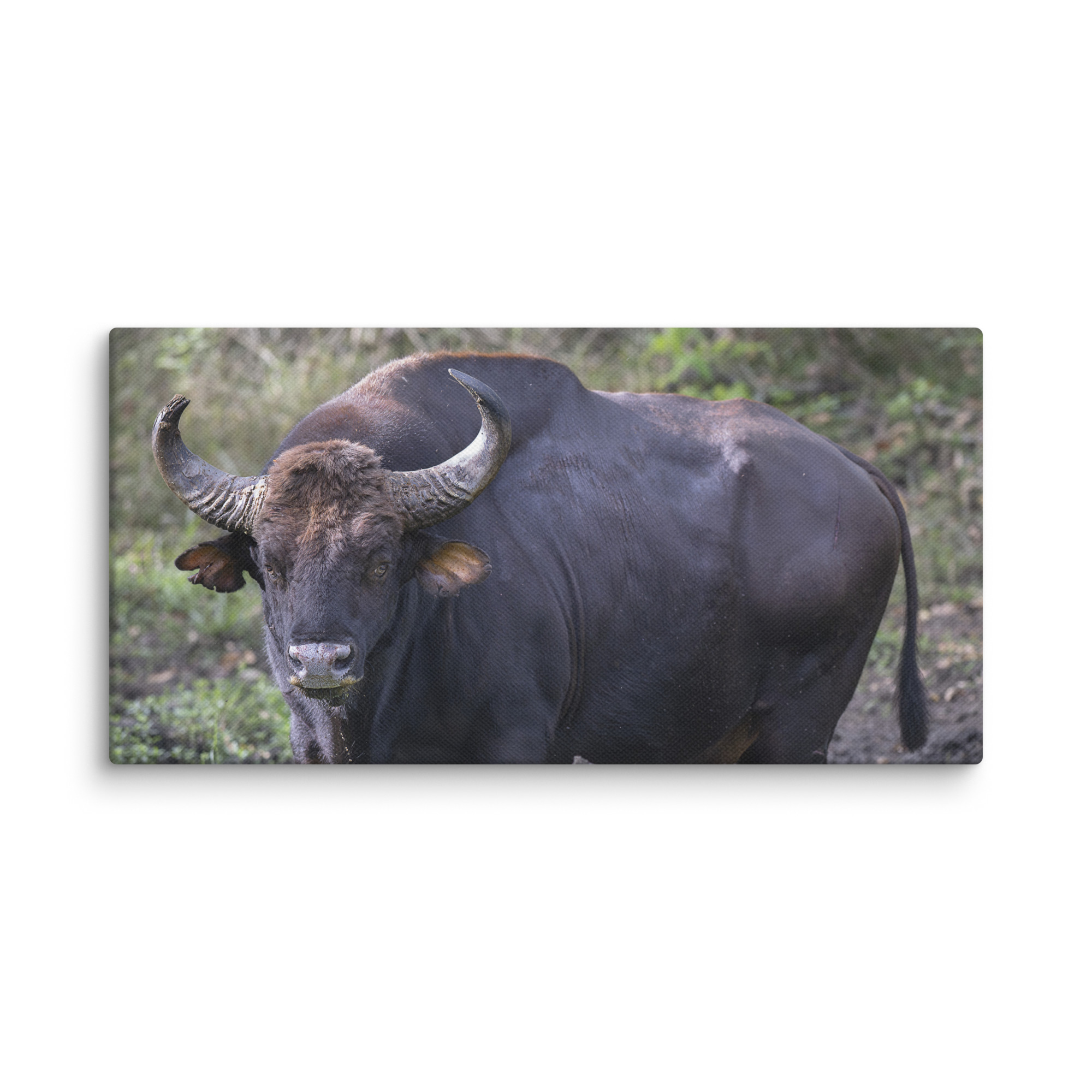 Gaur! Canvas - Image 6